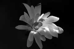 Denis-Dore-Magnolia-Flower-on-a-Black-Background