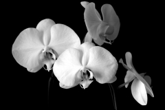 Gary-Korpan-4-White-OrchidsBW