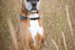 Portrait-of-a-Handsome-Dog-4520