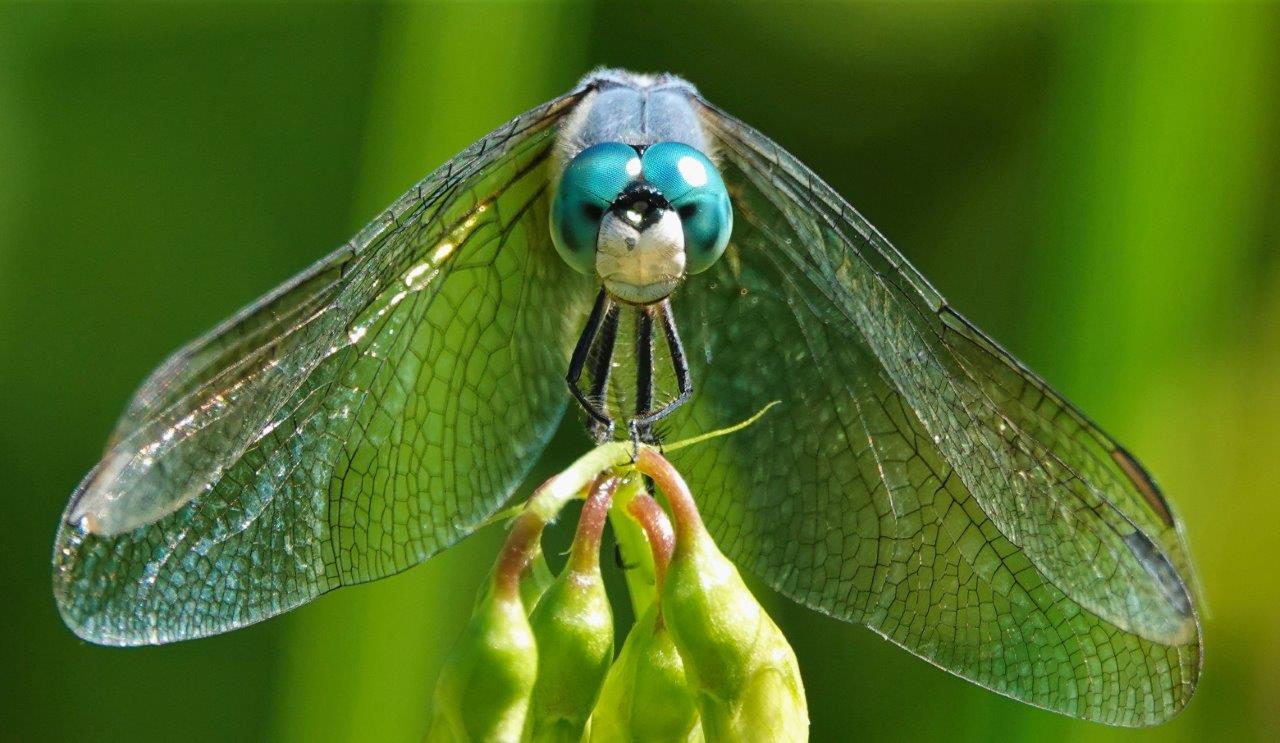 dragonfly-up-close
