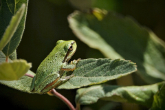 Members-4-Pacific-Tree-Frog