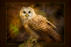 Whooo Me by Art Carlyle