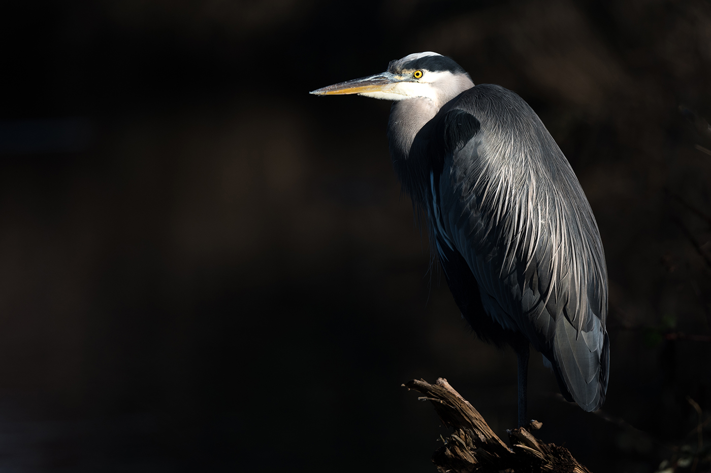 Great Blue Heron Portrait by Ian Jackson